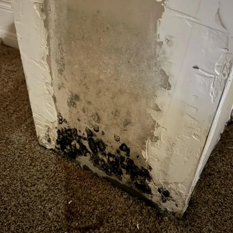 Professional Mold Removal in Bottineau, ND
